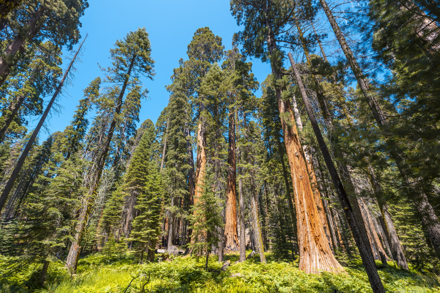 Park Narodowy Sekwoi, Sierra Nevada, Kalifornia w Stanach Zjednoczonych